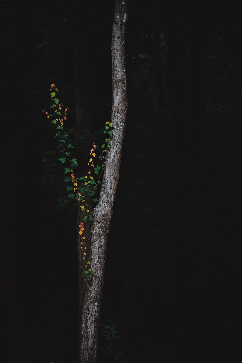 Camera-lit tree with leaves growing on it, standing in near-total darkness.